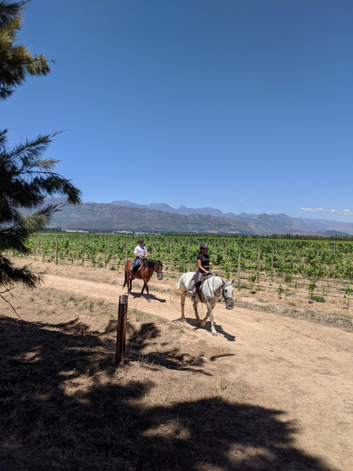 Horses resting at Val de Vie