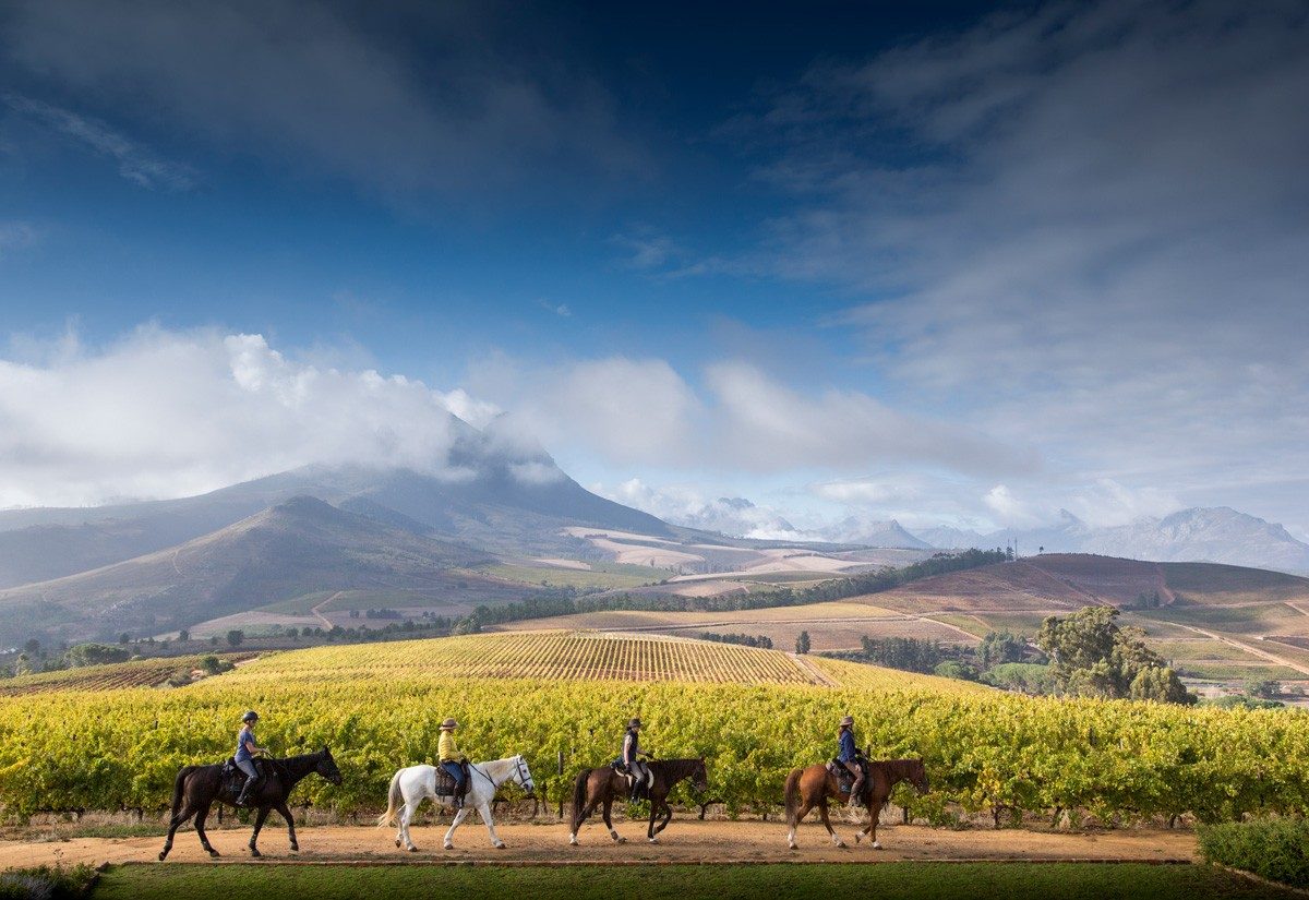 Horse riding through the vineyards